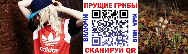 где купить   Курлово  Галлюциногенные грибы мухоморы 